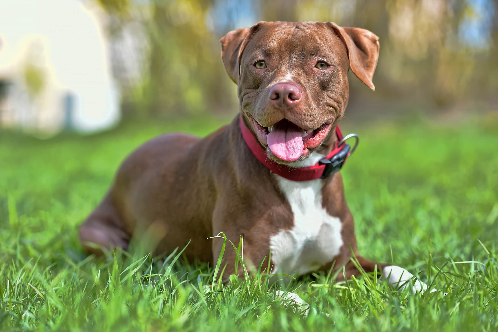 Permisos para tenencia de animales peligrosos en Pontevedra