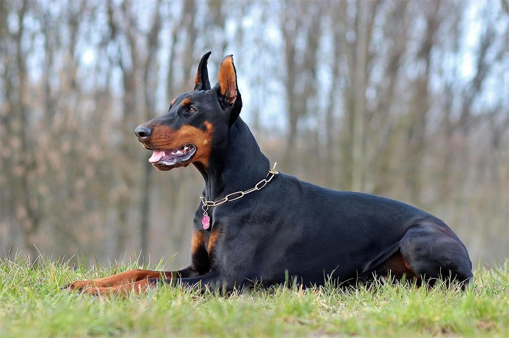 ¿Qué pruebas tengo que realizar para tener un perro de raza peligrosa?