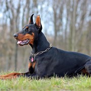 ¿Qué pruebas tengo que realizar para tener un perro de raza peligrosa?