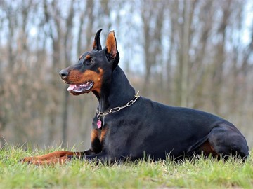 ¿Qué pruebas tengo que realizar para tener un perro de raza peligrosa?